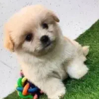 واگذاری توله های پامر