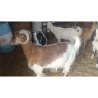 گوسفند فروشی|حیوانات مزرعه|گناباد, |دیوار