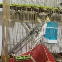 یه جفت عروس هلندی مولد جوان