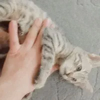 واگذاری گربه شیش ماهه|گربه|یاسوج, |دیوار