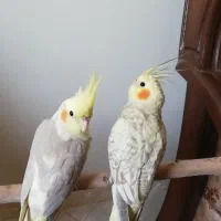 عروس هلندی با وسایل