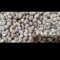 فروش لوبیا امسال تناژ بالا