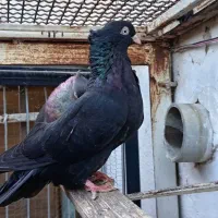 کبوتر زاغ آبادانی|پرنده|قائمشهر, |دیوار