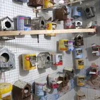 فنچ|پرنده|بیرجند, |دیوار