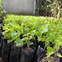 نهال گلدانی ارقام نهال