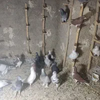 19 عدد کفتر شهری بهبهانی و پلاکی|پرنده|شیراز, جوادیه|دیوار