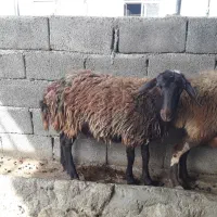 دو تا بره نازار