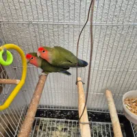 کوتوله برزیلی|پرنده|صدرا-فارس, فاز ۱|دیوار