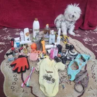 واگذاری سگ خانگی شیتزو