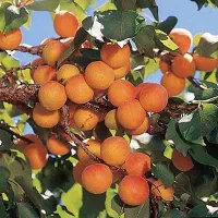 نهالستان میوه و گردو های پربار و مقاوم پالیز|خدمات باغبانی و درختکاری|مبارکه, |دیوار