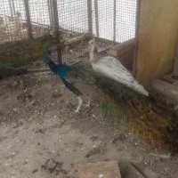 ۴ تا  طاووس نر هندی