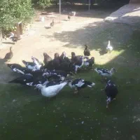 اردک اسراعیلی|حیوانات مزرعه|جلین, |دیوار