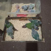 گیرینچیک سرلاکی|پرنده|رشت, لاکان|دیوار