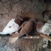 کله سرخ|پرنده|تربت‌حیدریه, پائین ولایت|دیوار