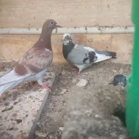 کبوتر سرخ و خوشرنگ
