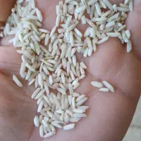 گرده برنج هاشمی معطر معطر ۲۵۰