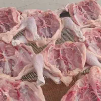 جوجه محلی تازه کشتار روز