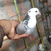 کبوتر تک پر|پرنده|قرق, |دیوار