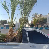 فروش نخل خرما ونهال مرکبات ارسال رایگان|گل و گیاه طبیعی|یزد, |دیوار
