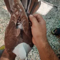 کبوتر|پرنده|رامهرمز, |دیوار