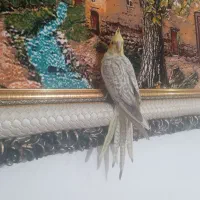 عروس هلندی