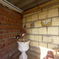 اجتماعی|حیوانات|بناب, |دیوار