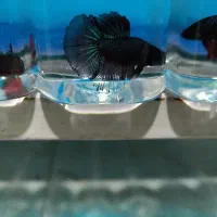 ماهی فایتر|ماهی|قزوین, |دیوار