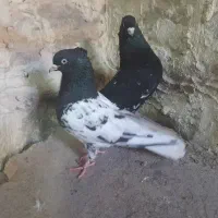 پرنده|پرنده|مسجد سلیمان, |دیوار