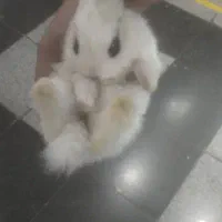 خرگوش ۷ ماهه|موش و خرگوش|قرچک, میرزائی جنوبی|دیوار