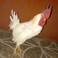 خروس سفید شهر مجلسی