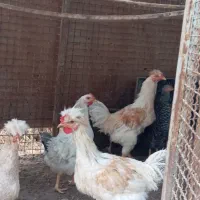 فروش خروس جوان جهت سربری و نگهداری|حیوانات مزرعه|گرمسار, |دیوار