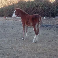 کره مادیان 7ماهه