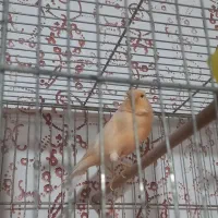 قناری نر مست ماده اماده|پرنده|رودان, |دیوار