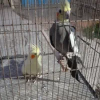 عروس هلندی نرو ماده|پرنده|گنبد کاووس, |دیوار