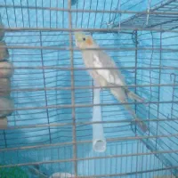 یک جفت عروس هلندی