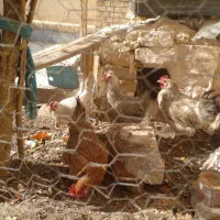 ۴ عدد مرغ تخمگذار