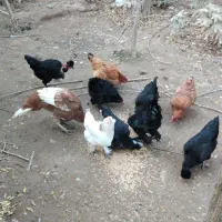 سلام مرغ و بوقلمون ب فروش می‌رسد