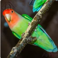 پرنده گمشده