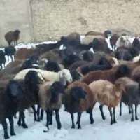 فروش ۱۵ عدد میش سیاه کبود درجه داشتی