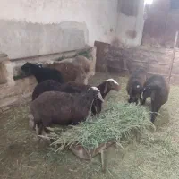 کاه یونجه بومی