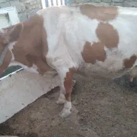 فروش گاو و گوساله