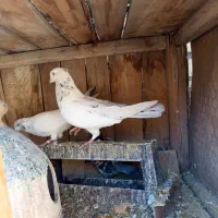 کفتر سرور خال درشت چش نوک سفید