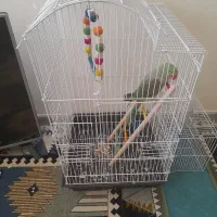 شاه طوطی نر