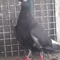 اشعل ماده