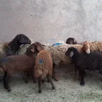 میش زایده بره بزرگ