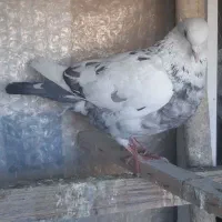 کفترگرفتنی ماده