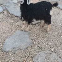 بزغاله ماده