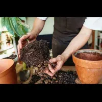 تعویض گلدان و خاک گل و گیاه و نهال و درخت|خدمات باغبانی و درختکاری|فلاورجان, |دیوار