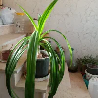 گل سانسوریا|گل و گیاه طبیعی|شیراز, شهرک امام حسن|دیوار