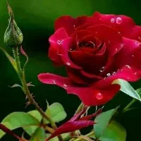 فروش لباس زیر زنانه